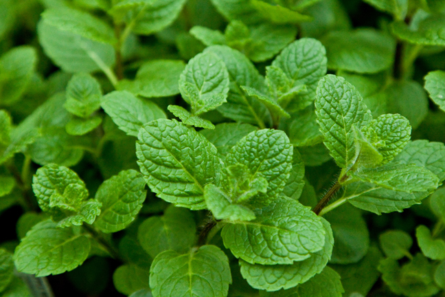 Mentha suaveolens - Alchetron, The Free Social Encyclopedia