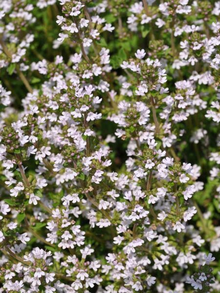 Thyme 'Orange Scented’