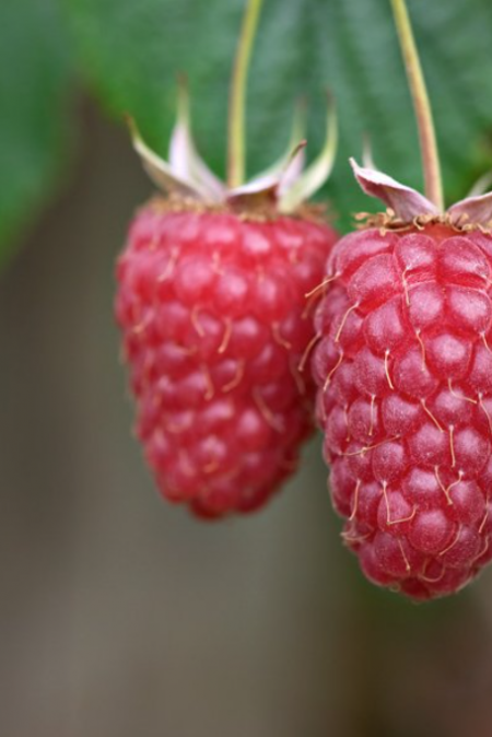 Raspberry 'Tulameen'