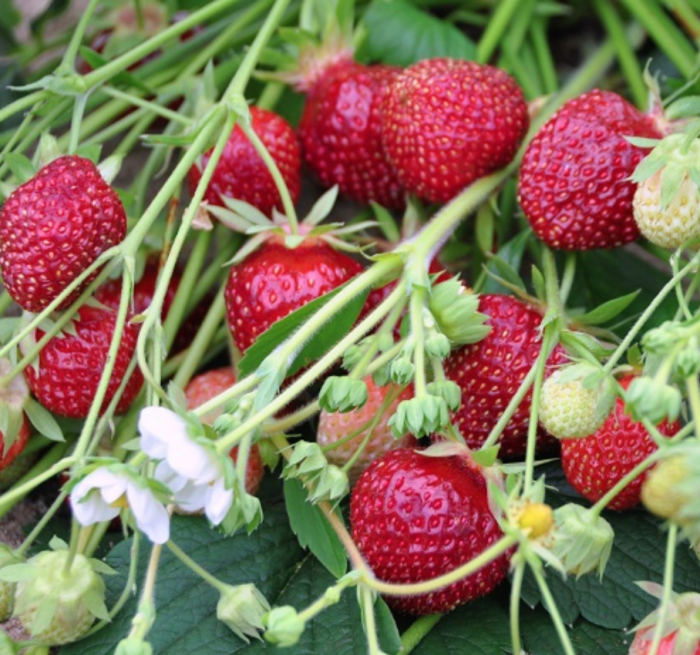 Strawberry ‘Raspyberry’