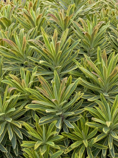 Euphorbia x martinii ‘Ascot Rainbow’