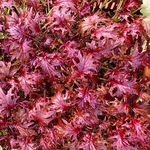 Kale ‘Red Ruble’