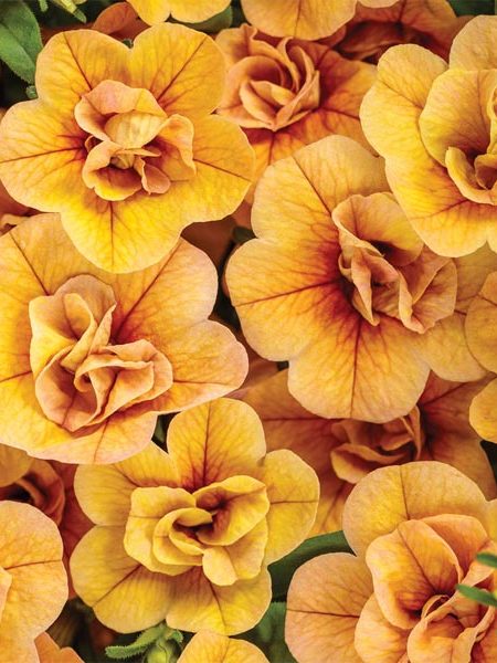 Petunia 'Calibrachoa Superbells Double Amber’