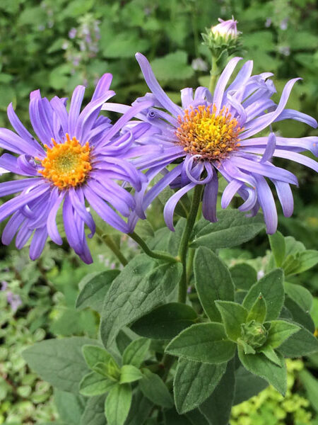 Aster ‘Moench’
