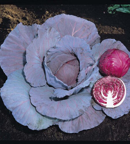 Cabbage ‘Red Jewel’
