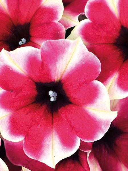 Petunia 'Crazytunia Amarena Cream’