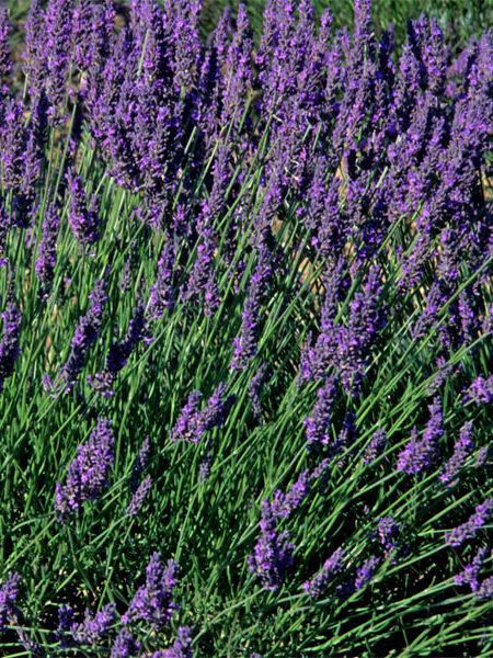 Lavender 'Vera'