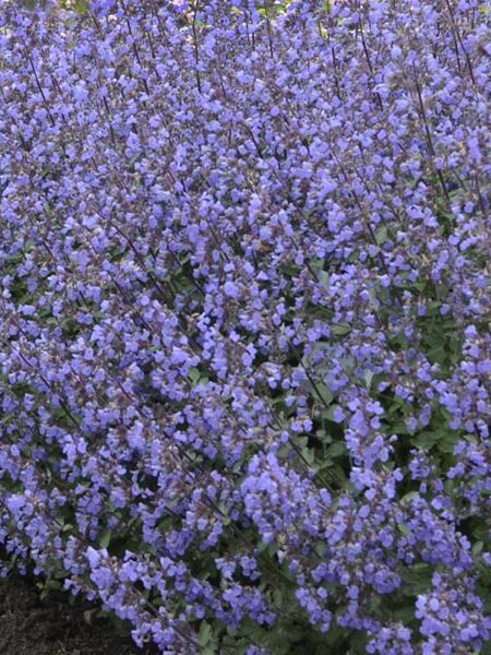 Catmint-Purrsian-Blue