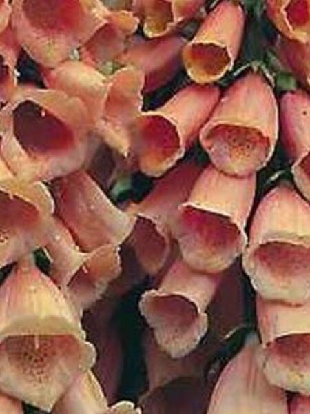 Digitalis-Apricot-Beauty