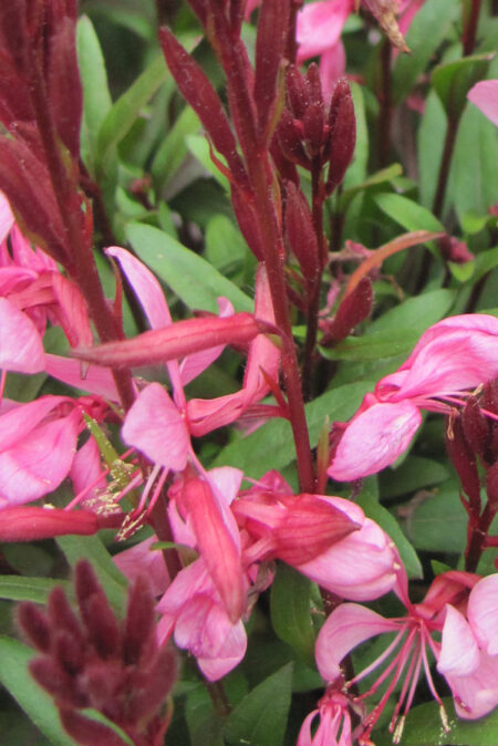 Gaura-Passionate-Blush