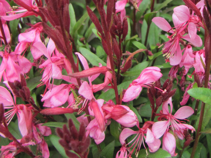 Gaura-Passionate-Blush