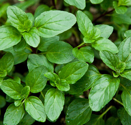 Mint ‘Citrus Basal'