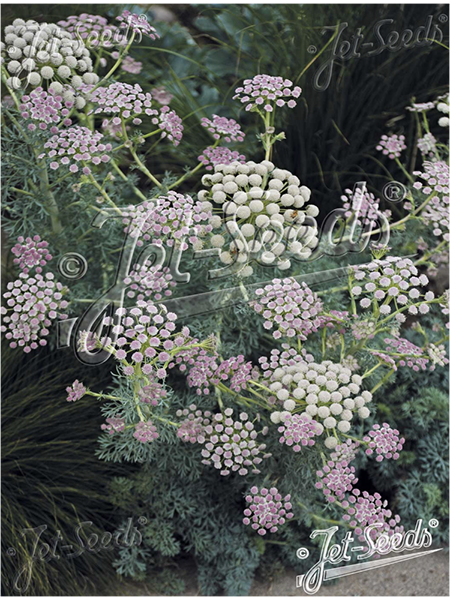 Seseli gummiferum Moon Carrot