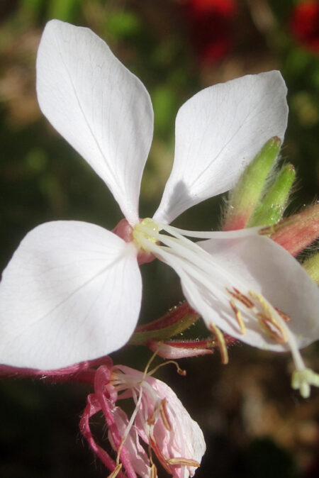 Gaura-Siskiyou-Pink