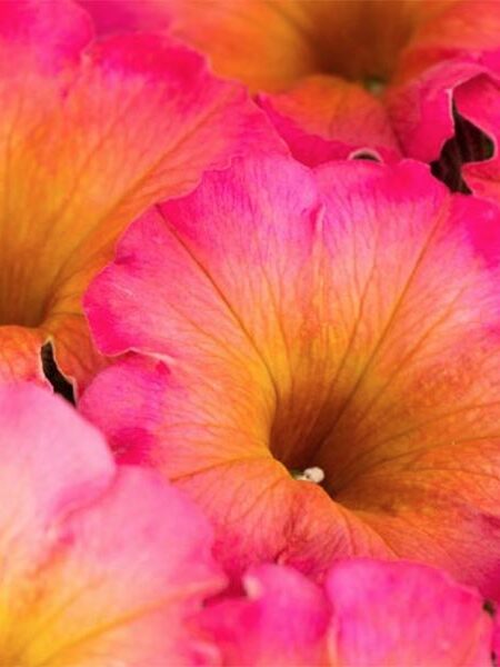 Petunia 'Flower Shower Mayan Sunset'