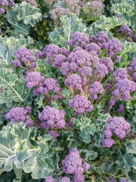 Broccoli-Bonarda-web