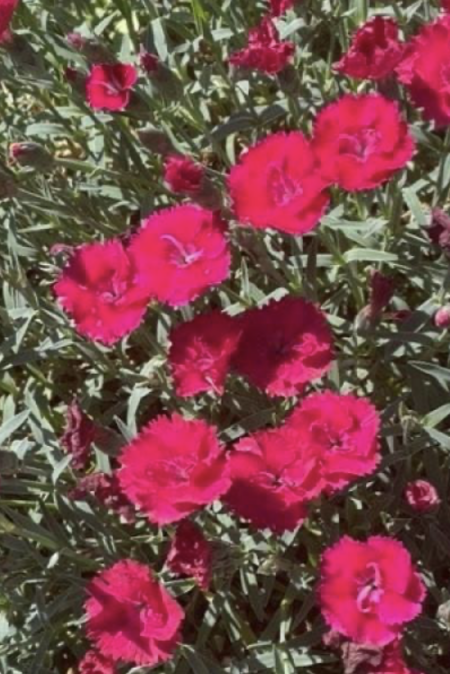 Dianthus EverBloom Red Delicious