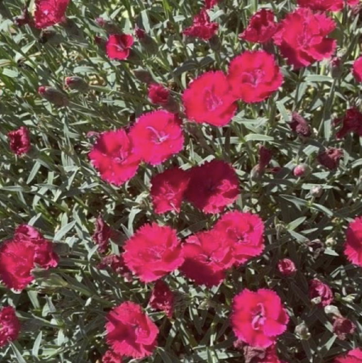 Dianthus EverBloom Red Delicious Dianthus EverBloom Red Delicious