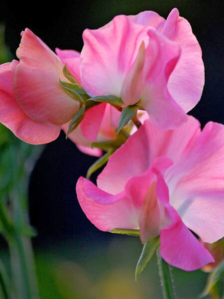 Sweet Pea Mammoth-Deep-Rose