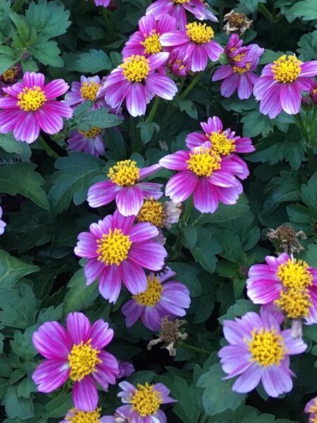 Bidens-Pretty-in-Pink2-web