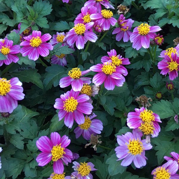 Bidens-Pretty-in-Pink2-web Bidens-Pretty-in-Pink2-web