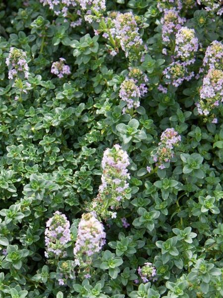 Thyme-Creeping-Lemon