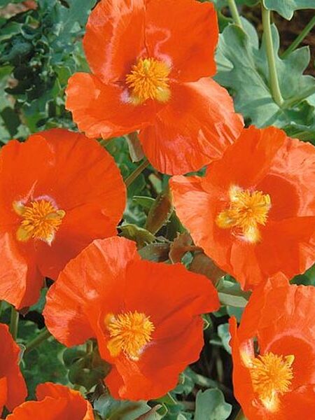Glaucium-Burnt-Orange