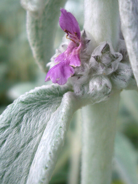 Stachys-LambsEar