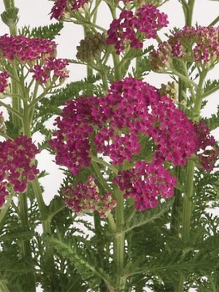 Achillea-Milly-Rock-Rose-web