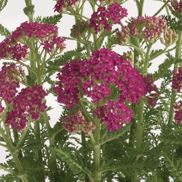 Achillea-Milly-Rock-Rose-web Achillea-Milly-Rock-Rose-web