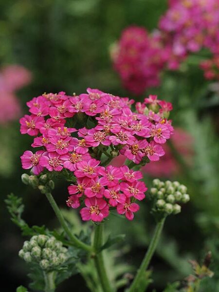 Achillea-New-Vintage-Rose-web