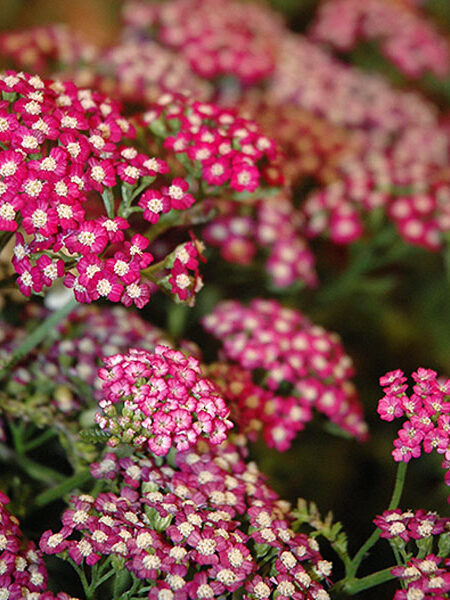Achillea-New-Vintage-Violet-web