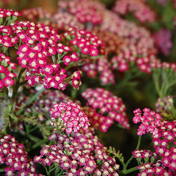 Achillea-New-Vintage-Violet-web Achillea-New-Vintage-Violet-web