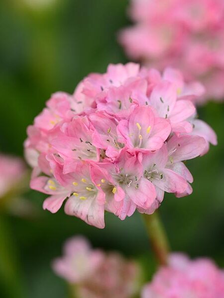 Armeria-Dreameria-Daydream