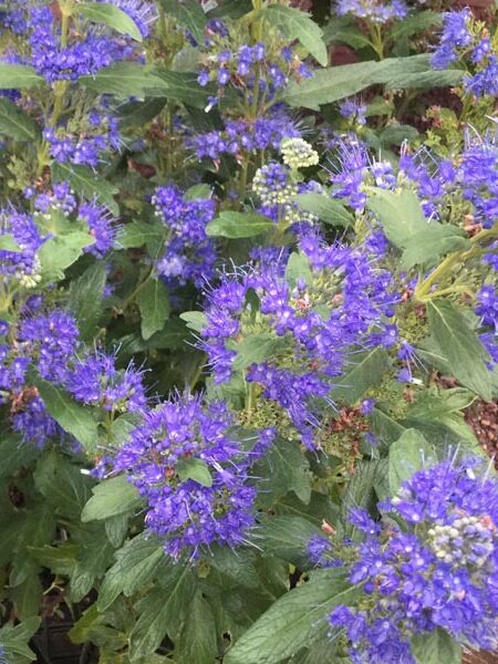 Caryopteris-Grand-Bleu
