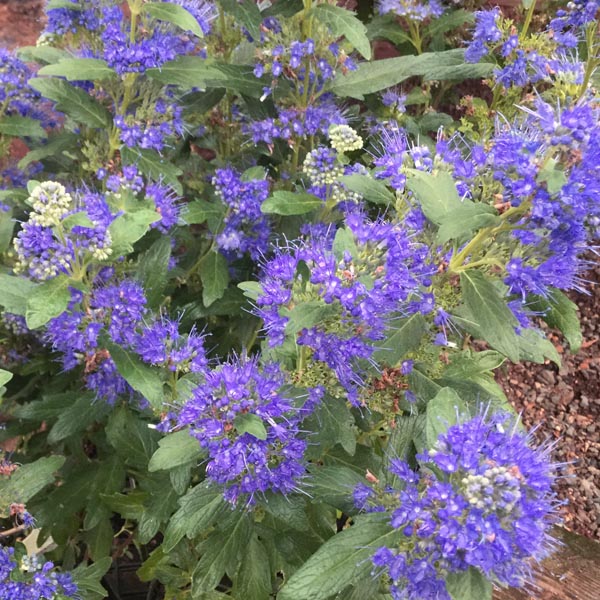 Caryopteris-Grand-Bleu Caryopteris-Grand-Bleu