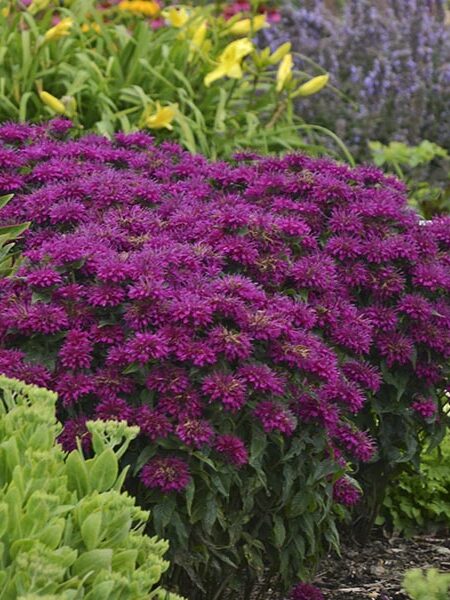 Monarda-Sugar-Buzz-Grape-Gumball-web