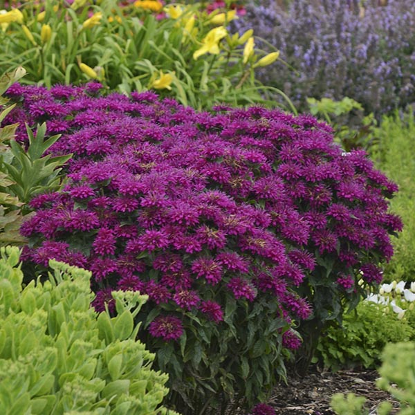 Monarda-Sugar-Buzz-Grape-Gumball-web Monarda-Sugar-Buzz-Grape-Gumball-web
