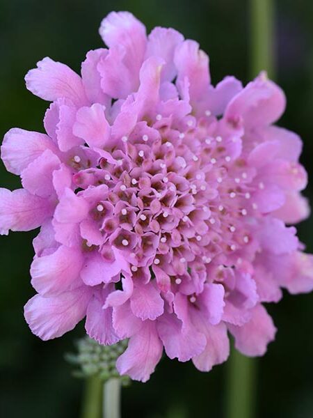 Scabiosa-Flutter-Rose-Pink-web