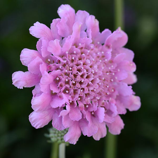Scabiosa-Flutter-Rose-Pink-web Scabiosa-Flutter-Rose-Pink-web
